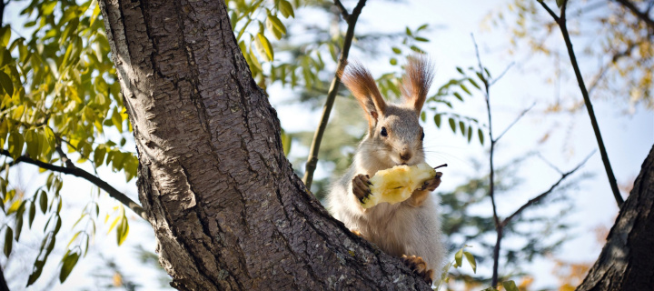 Sfondi Squirrel sits on tree bark 720x320
