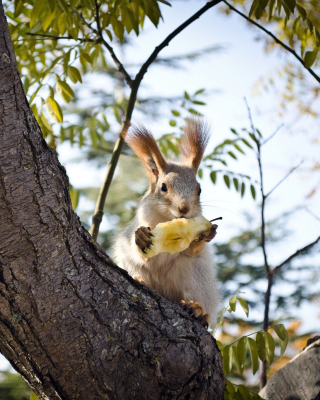Картинка Squirrel sits on tree bark на телефон Nokia Lumia 1020