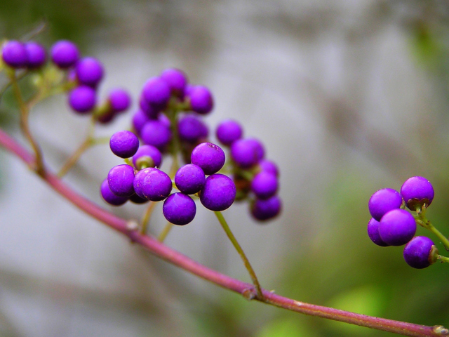 Screenshot №1 pro téma Purple Berries 640x480