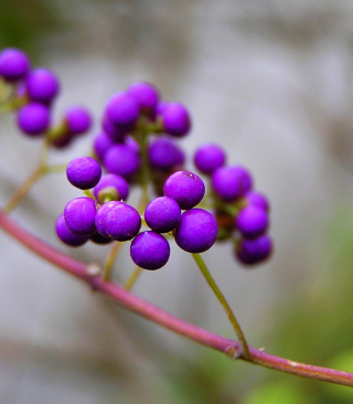 Purple Berries - Obrázkek zdarma pro Nokia X6