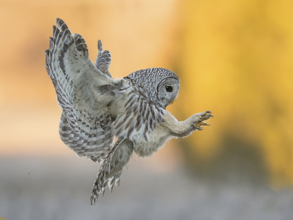 Das Snowy owl Wallpaper 1024x768