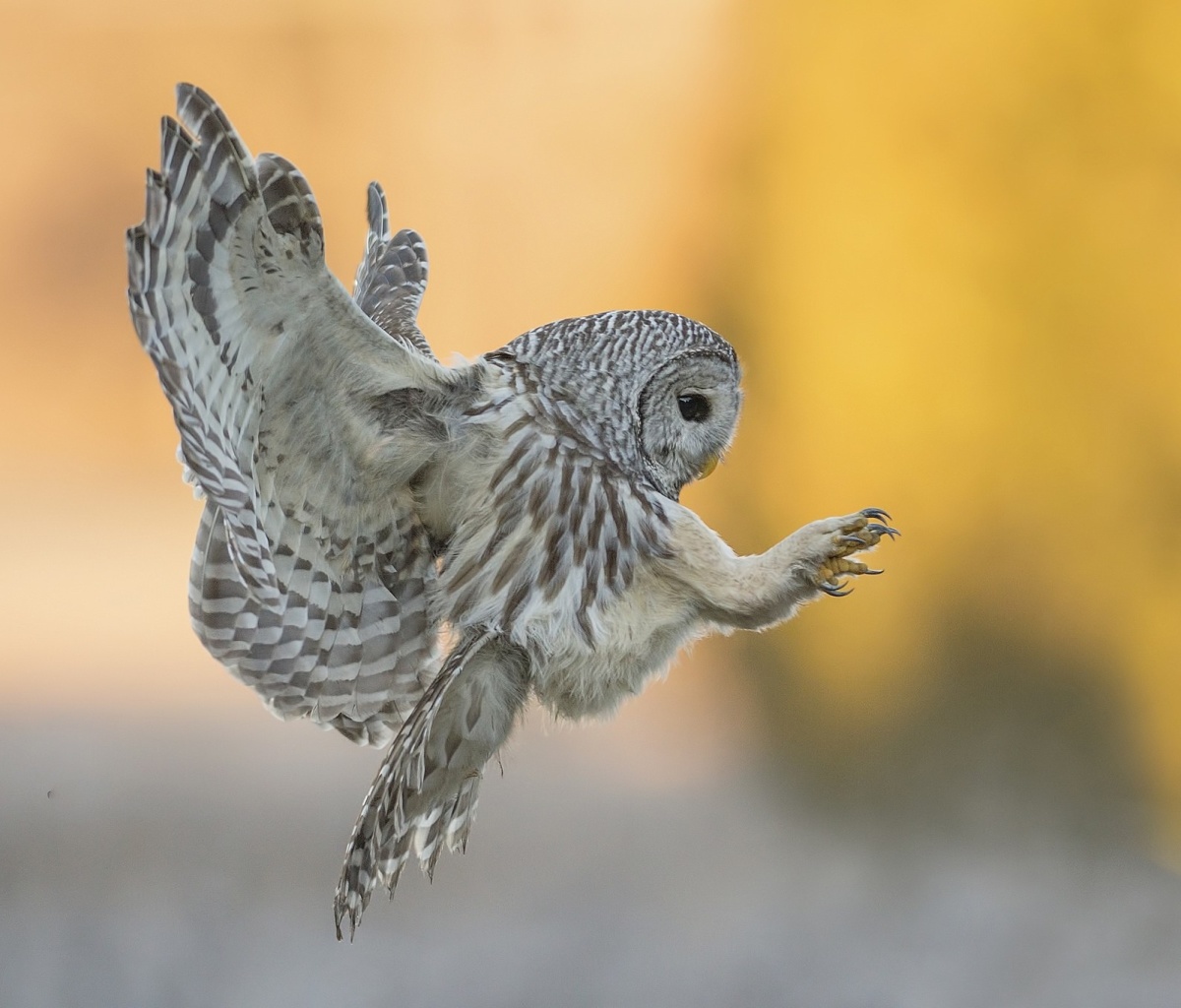 Fondo de pantalla Snowy owl 1200x1024