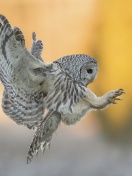 Sfondi Snowy owl 132x176