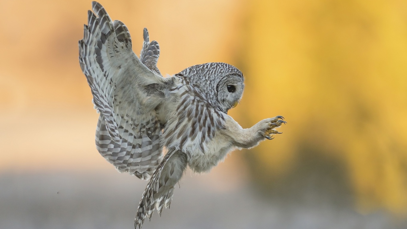 Das Snowy owl Wallpaper 1366x768