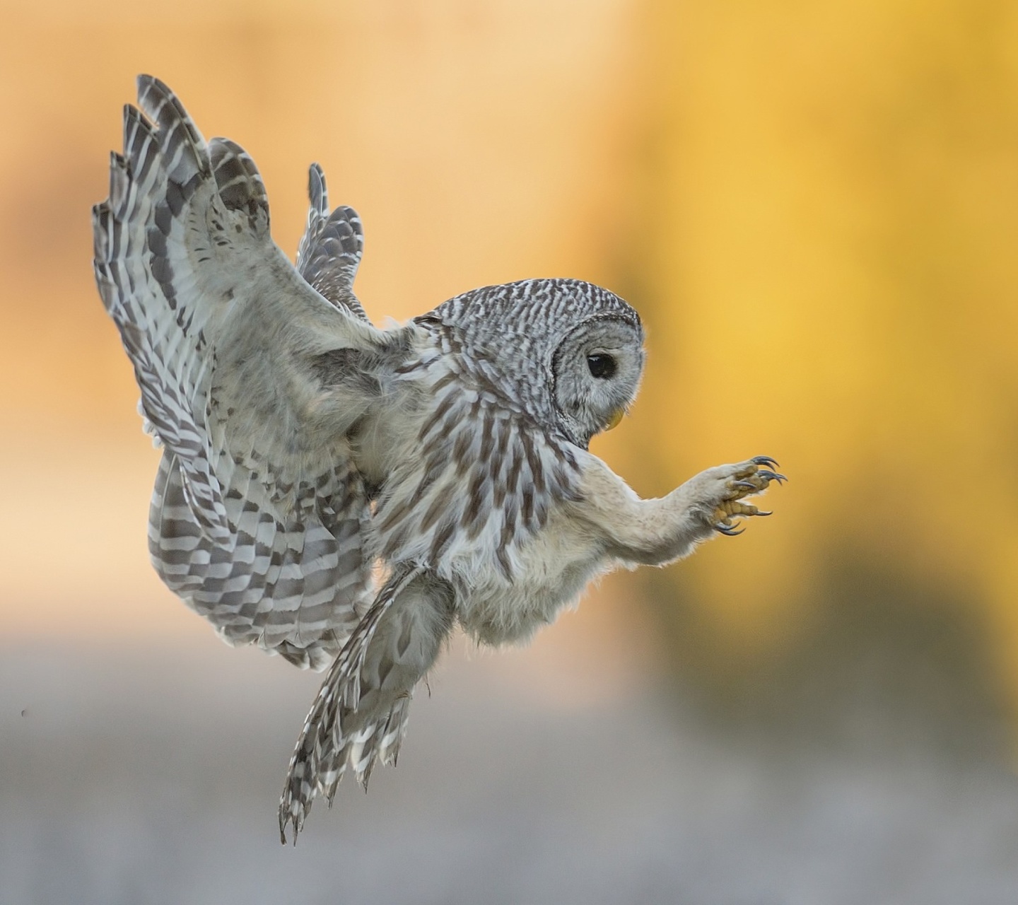 Fondo de pantalla Snowy owl 1440x1280