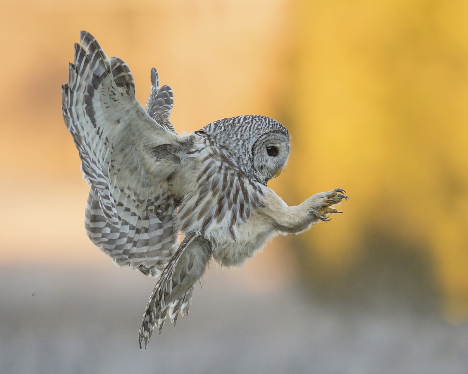 Das Snowy owl Wallpaper 1600x1280