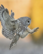 Das Snowy owl Wallpaper 176x220