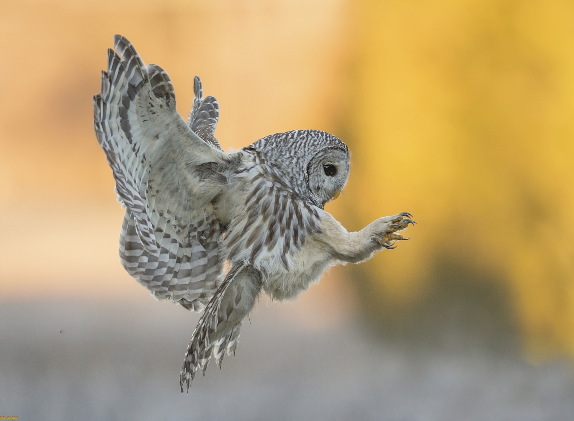 Fondo de pantalla Snowy owl 1920x1408
