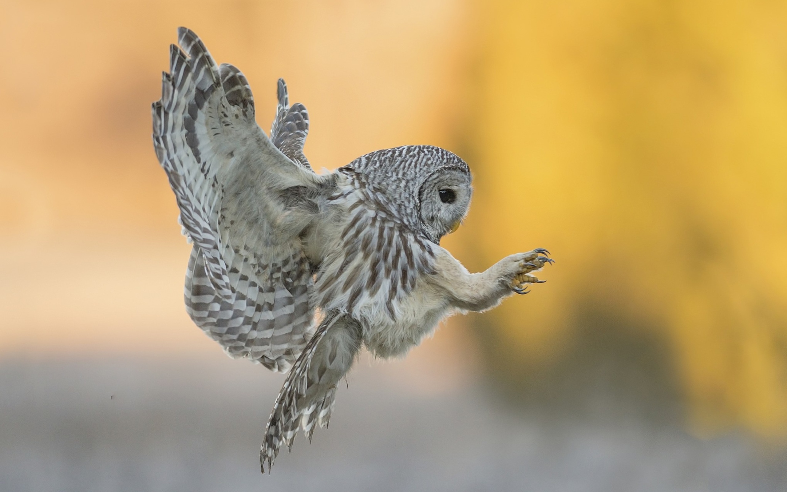 Sfondi Snowy owl 2560x1600