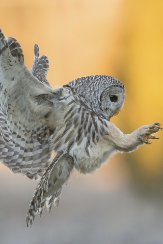 Обои Snowy owl 320x480