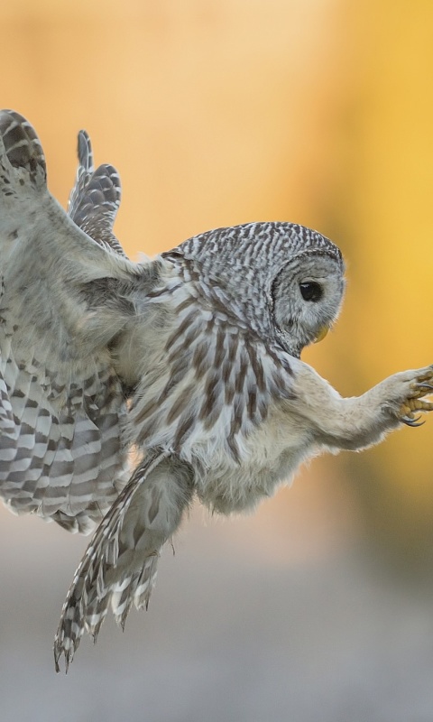 Sfondi Snowy owl 480x800