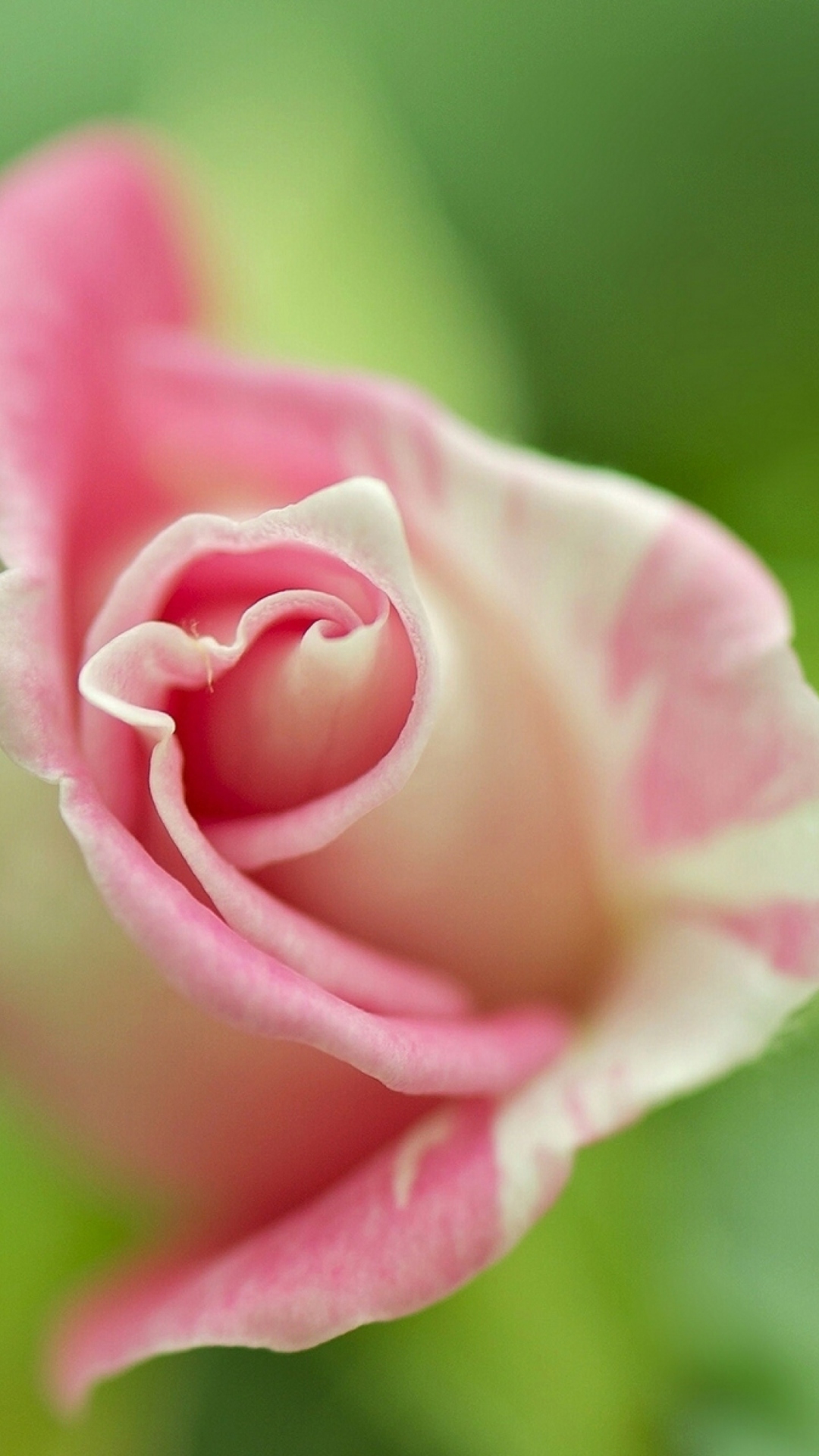 Sfondi Soft Pink Rose 1080x1920
