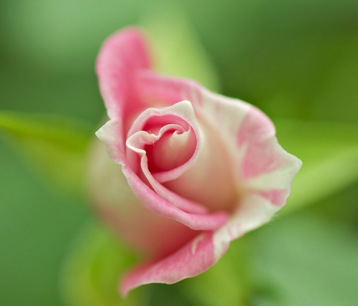 Soft Pink Rose screenshot #1 1200x1024