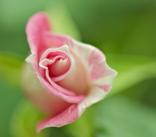 Soft Pink Rose - Obrázkek zdarma pro 1024x1024