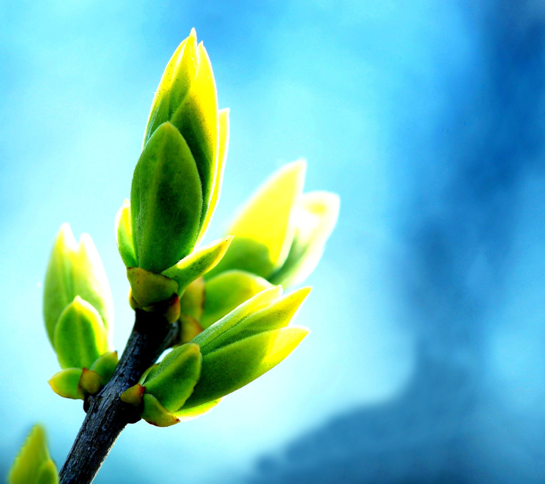 Screenshot №1 pro téma Spring Bud 1080x960