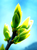 Spring Bud screenshot #1 132x176