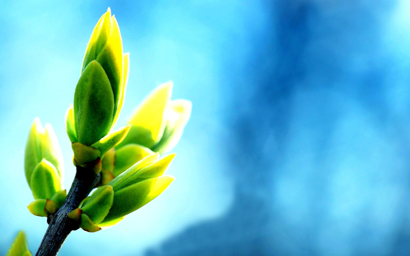 Spring Bud wallpaper 1440x900