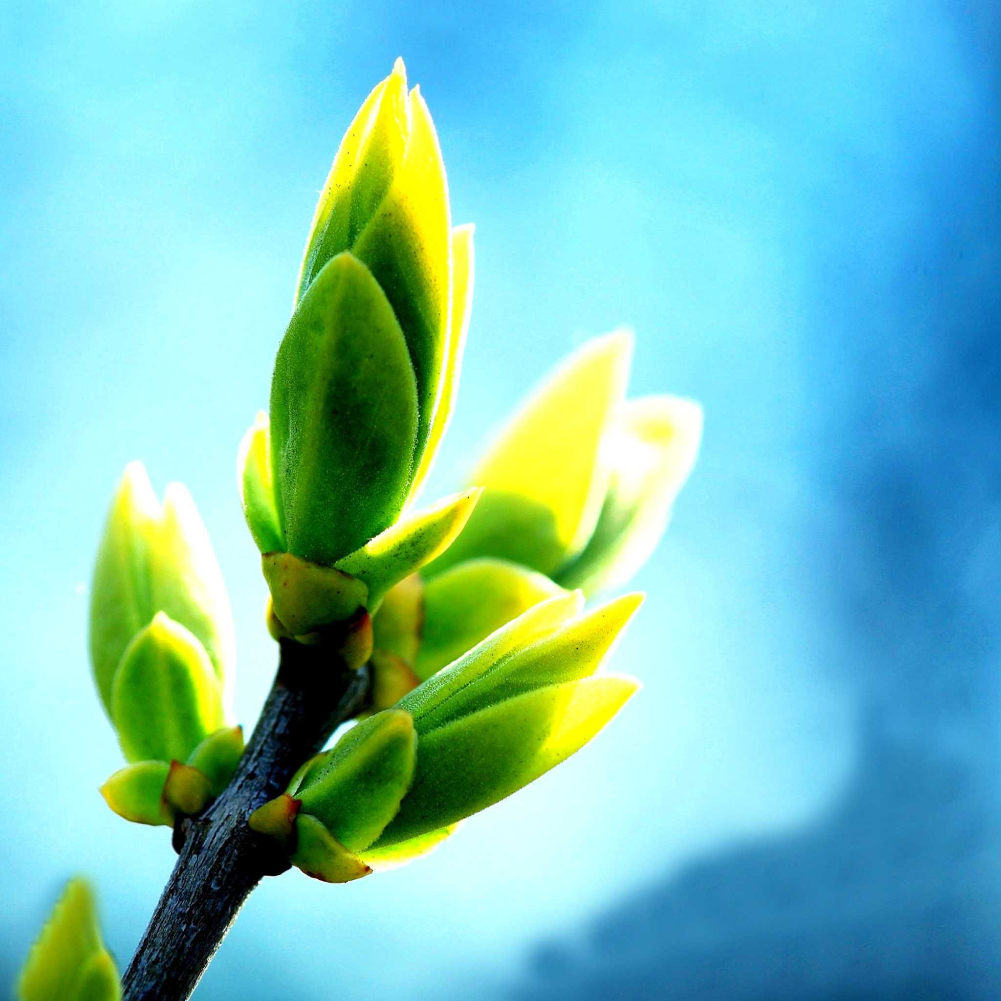 Das Spring Bud Wallpaper 2048x2048