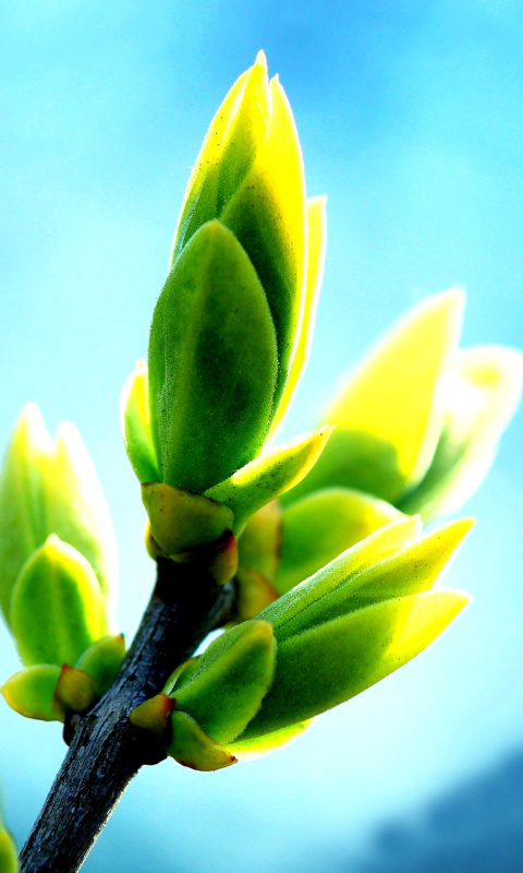 Das Spring Bud Wallpaper 480x800