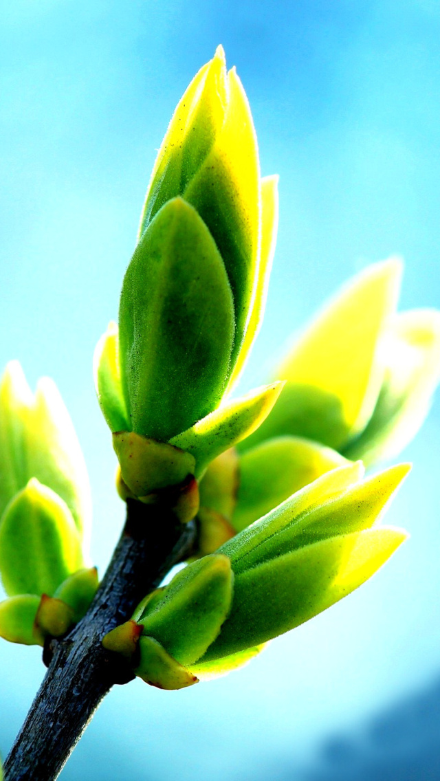 Spring Bud wallpaper 640x1136