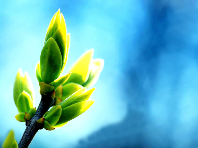 Spring Bud wallpaper 640x480