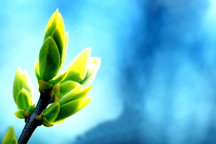 Fondo de pantalla Spring Bud