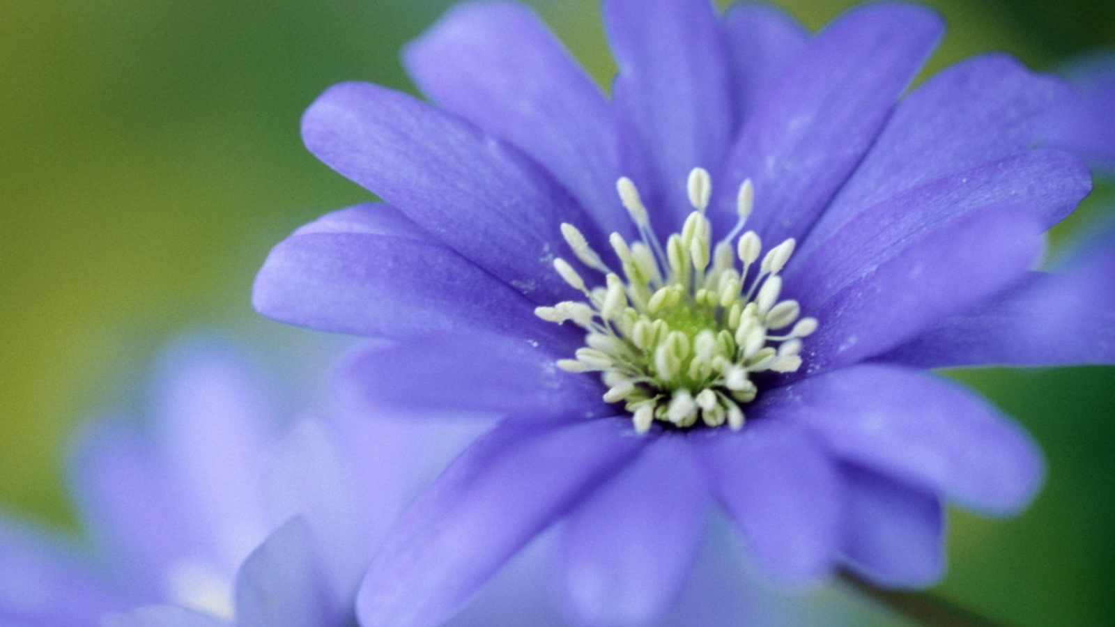 Screenshot №1 pro téma Blue Flower 1600x900