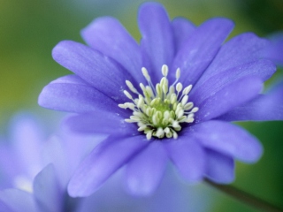 Fondo de pantalla Blue Flower 320x240