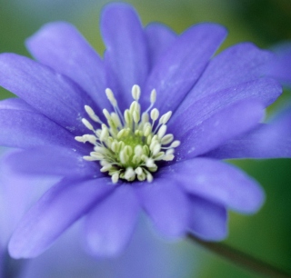 Blue Flower - Obrázkek zdarma pro 208x208