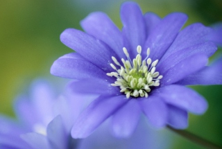 Blue Flower - Fondos de pantalla gratis 