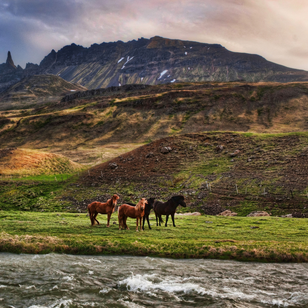 Обои Landscape In Iceland And Horses 1024x1024