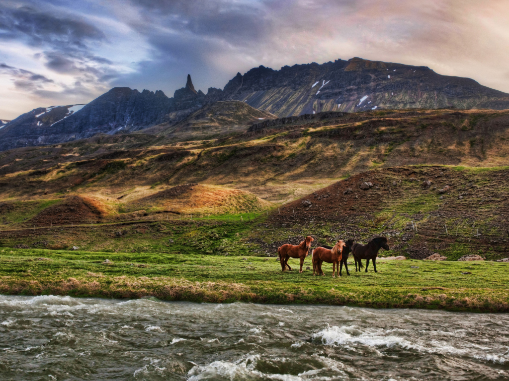 Обои Landscape In Iceland And Horses 1024x768