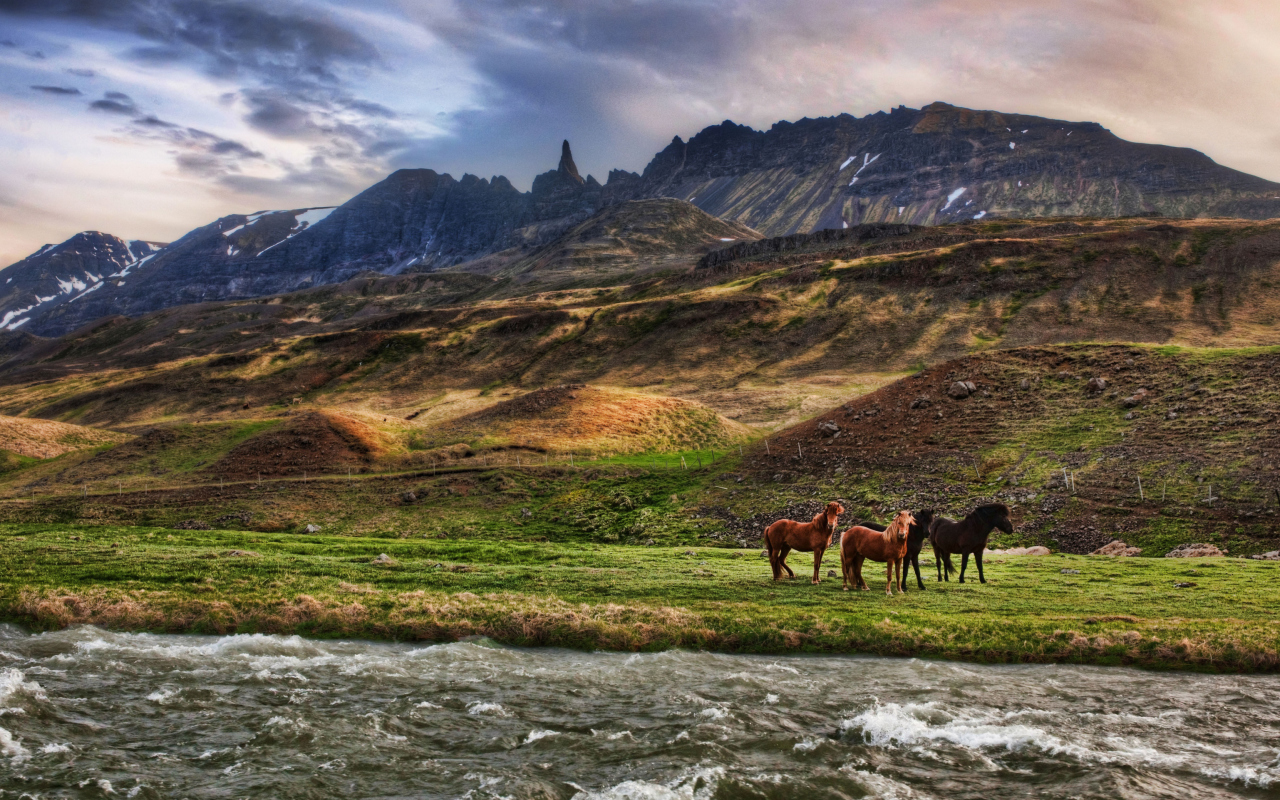 Landscape In Iceland And Horses screenshot #1 1280x800