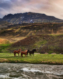 Landscape In Iceland And Horses wallpaper 128x160