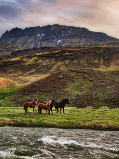 Sfondi Landscape In Iceland And Horses 240x320