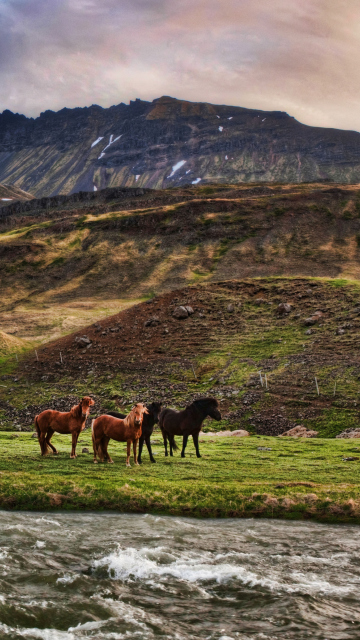 Landscape In Iceland And Horses wallpaper 360x640