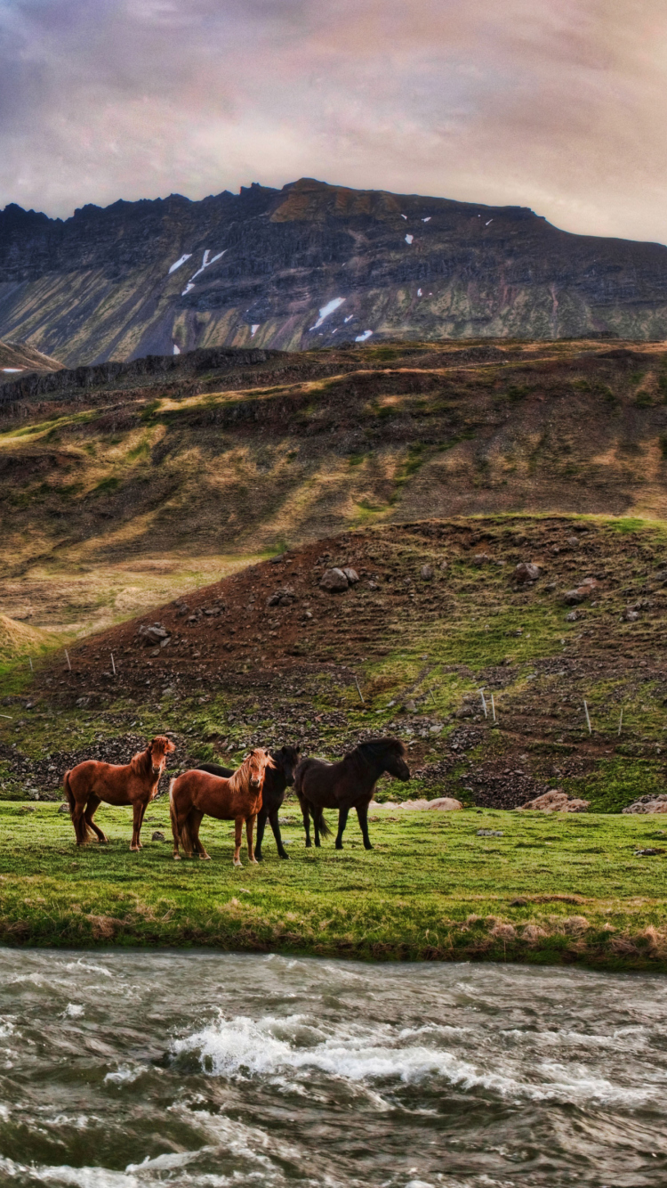 Screenshot №1 pro téma Landscape In Iceland And Horses 750x1334