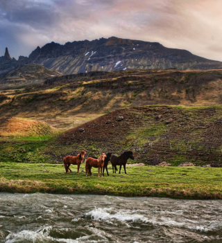 Kostenloses Landscape In Iceland And Horses Wallpaper für 1024x1024