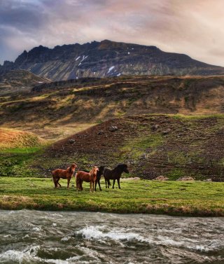 Landscape In Iceland And Horses - Obrázkek zdarma pro 360x640