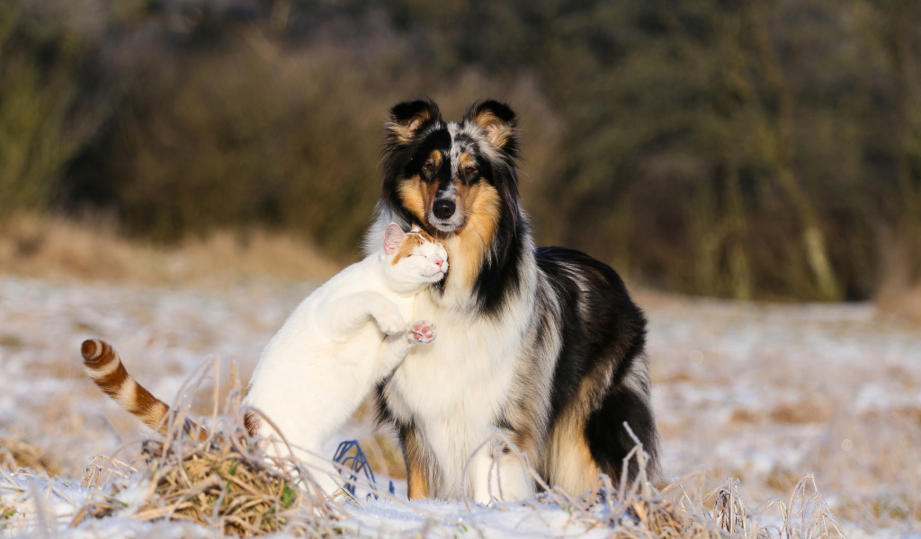 Обои Friendship Cat and Dog Collie 1024x600