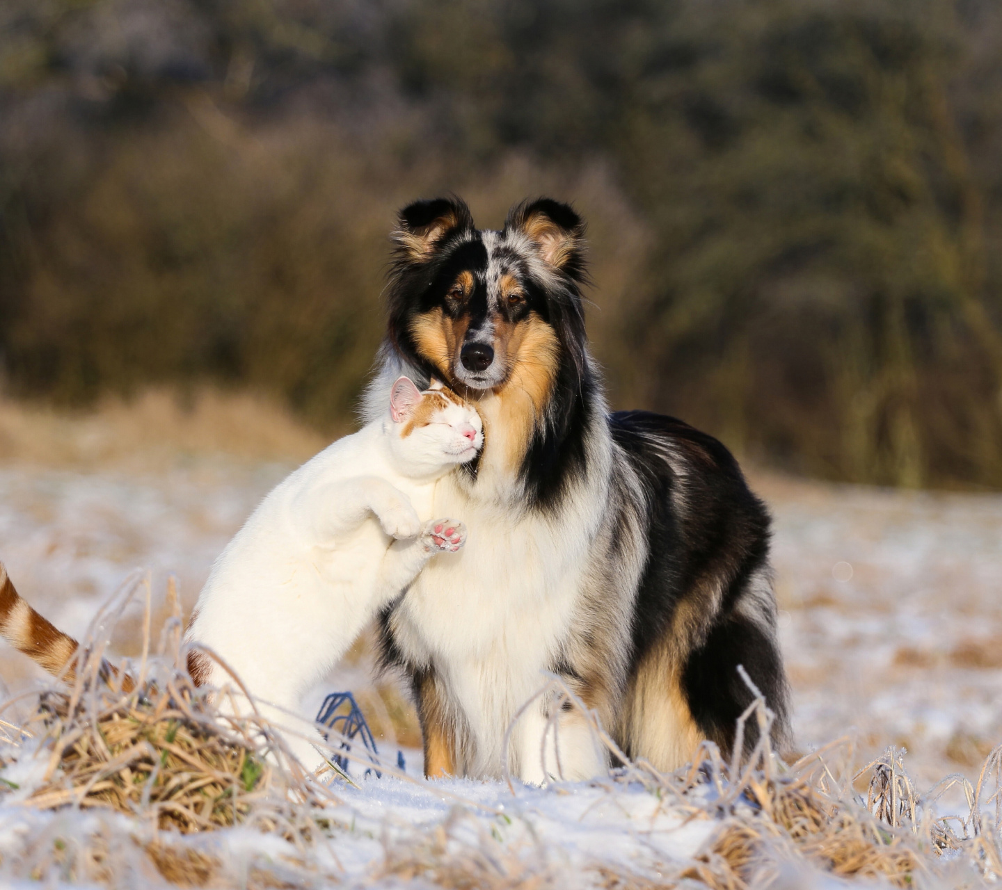 Friendship Cat and Dog Collie wallpaper 1440x1280