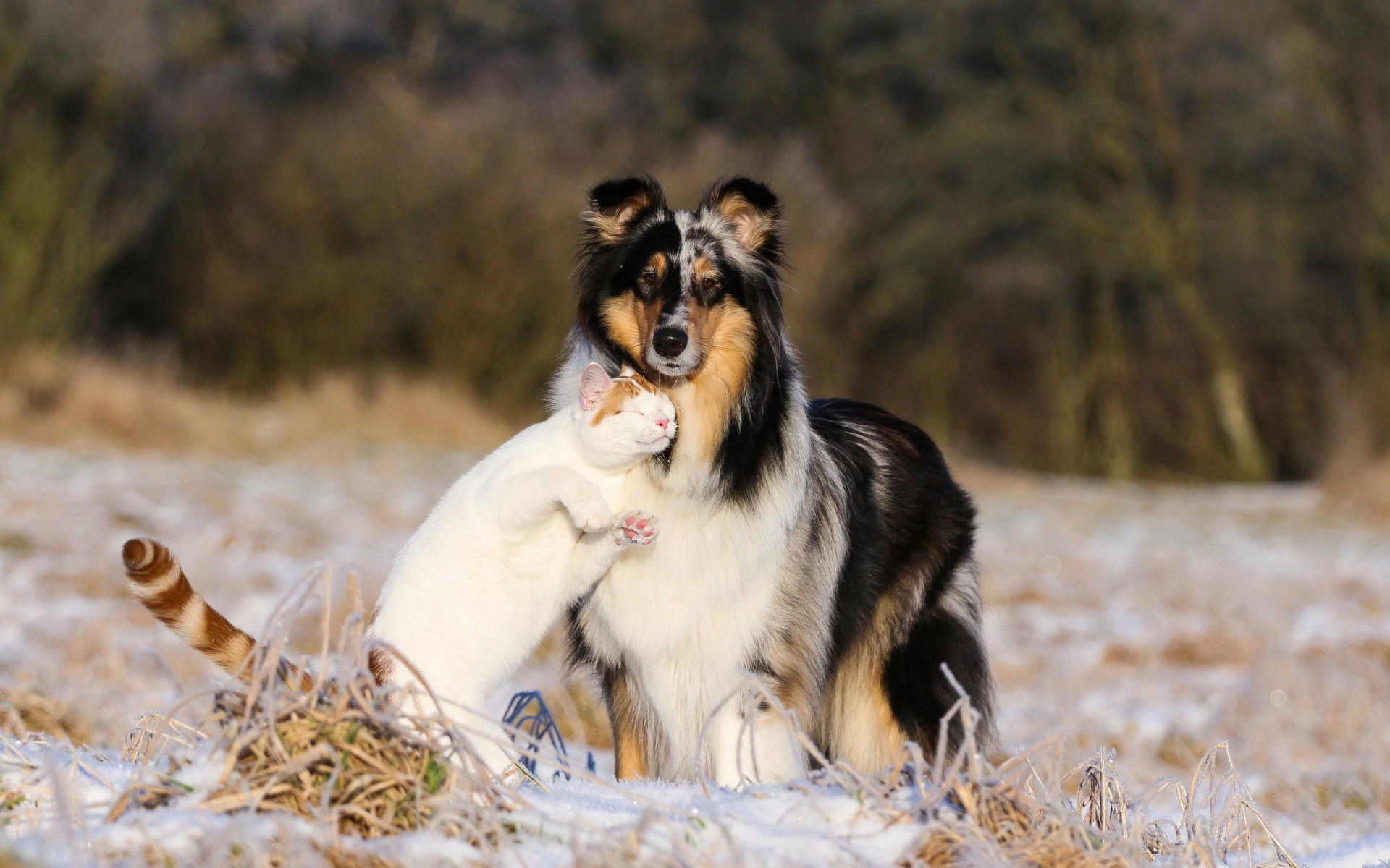 Friendship Cat and Dog Collie wallpaper 1920x1200