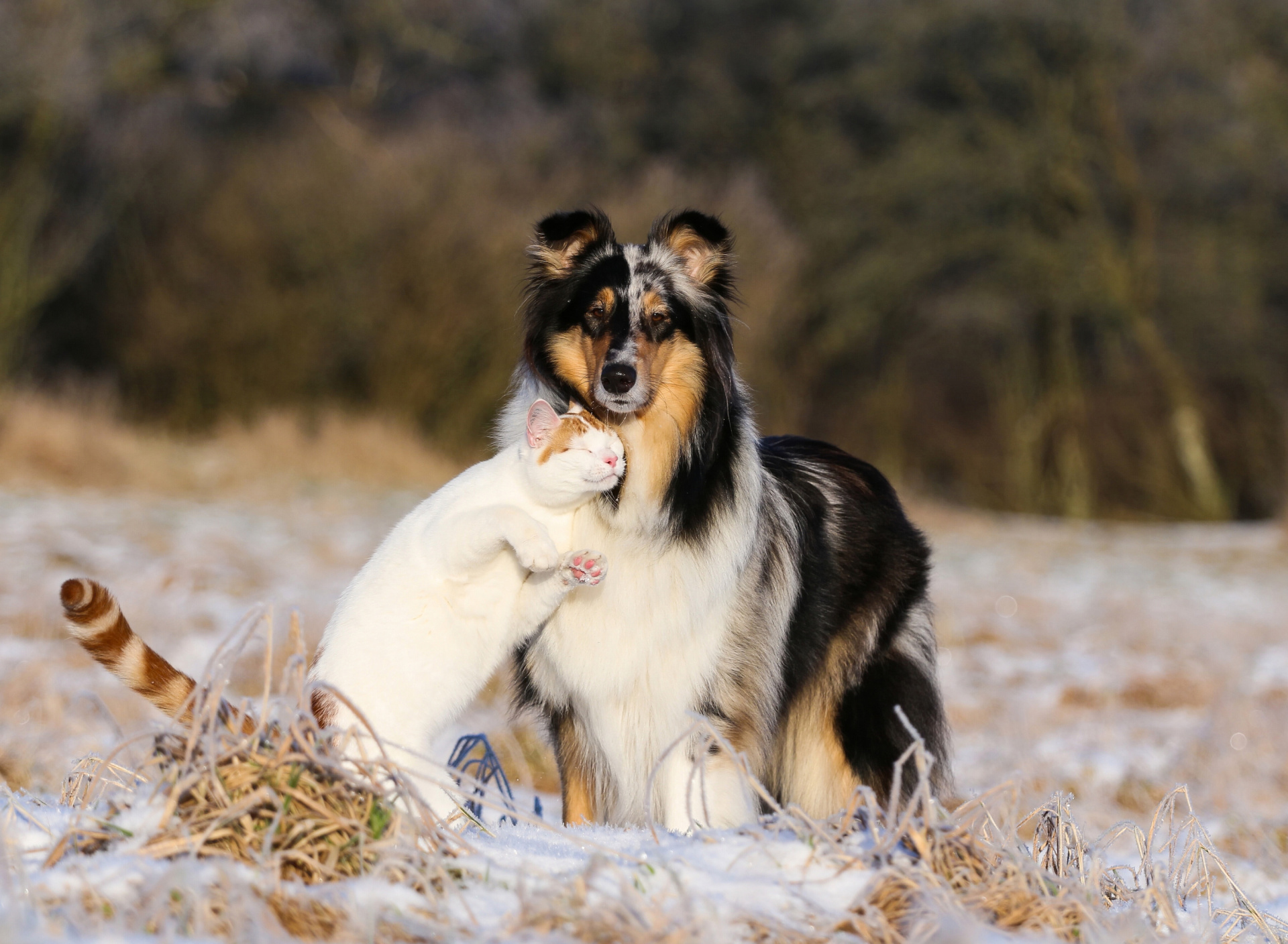 Friendship Cat and Dog Collie wallpaper 1920x1408