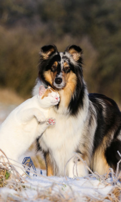 Das Friendship Cat and Dog Collie Wallpaper 240x400