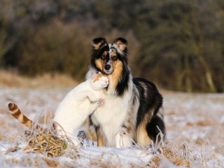 Friendship Cat and Dog Collie wallpaper 320x240