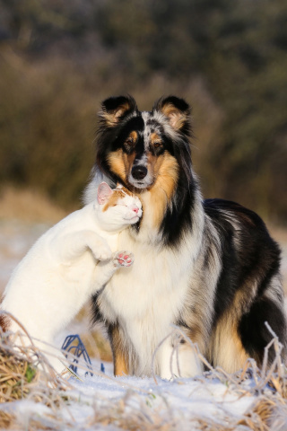 Friendship Cat and Dog Collie wallpaper 320x480
