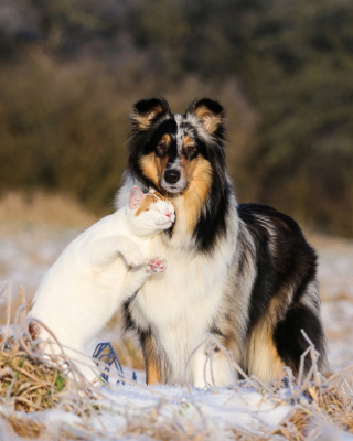 Friendship Cat and Dog Collie - Obrázkek zdarma pro 768x1280