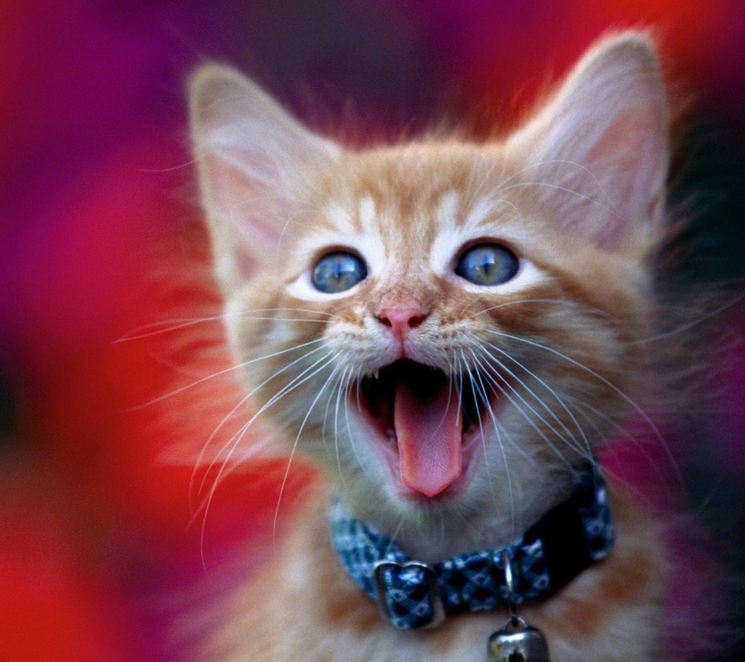 Ginger Kitten wallpaper 1080x960