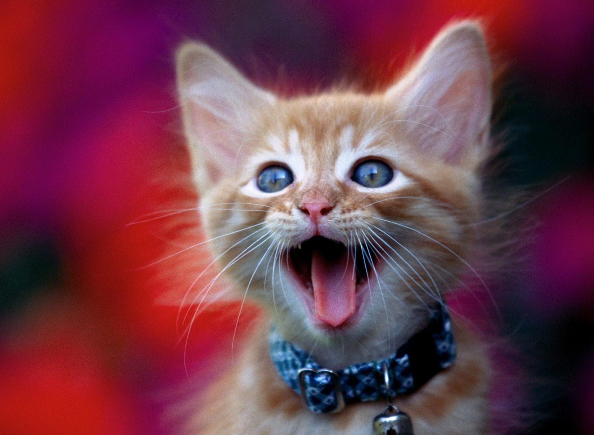 Ginger Kitten wallpaper 1920x1408