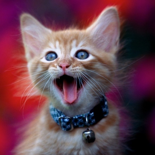 Ginger Kitten - Obrázkek zdarma pro iPad mini 2